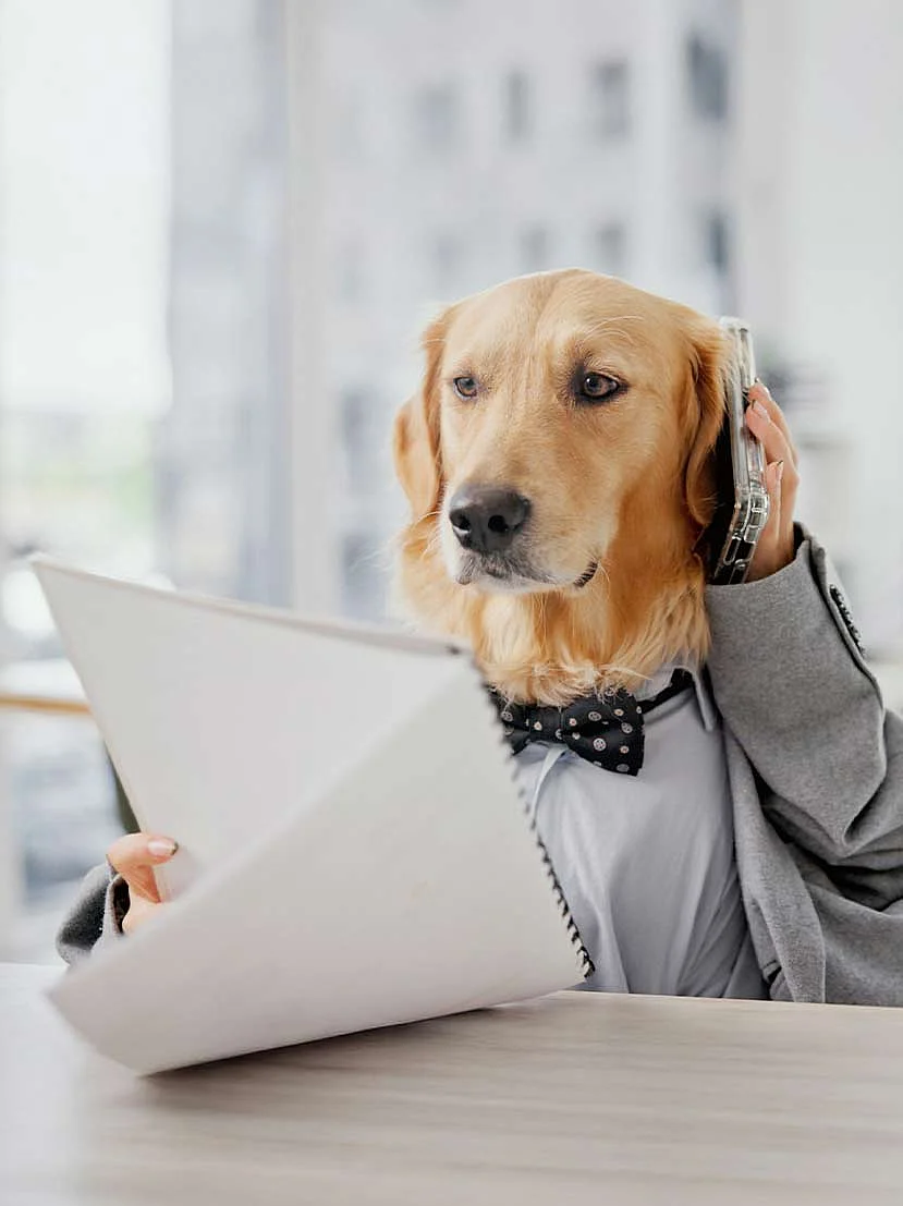 Foto von einem telefonierenden Hund der auf einen Block schaut